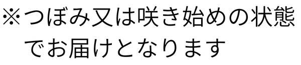 紅和園 ハイビスカス「プチオレンジ」(SUSTEE付)【父の日】 商品画像(2)